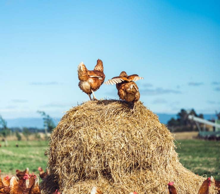 Free range chickens on a pile of straw